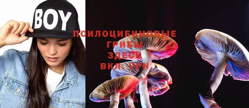 OMG как войти  Болгар  Псилоцибиновые грибы Magic Shrooms 